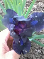Iris Barbata-Nana 'Michael Paul 2.webp