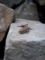 Teichmolch.webp