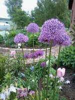 Zierlauch25_5_13.webp