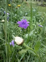 Wiesenglockenblume27_5_13.webp