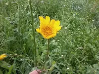 Wiesenbocksbart27_5_13.webp