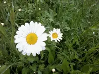 Wiesenmargerite27_5_13.webp