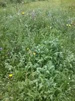 Wildblumenwiese27_5_13.webp
