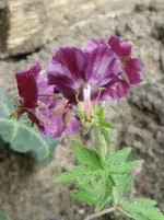 DSC02965.webp