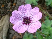 DSC02969.webp