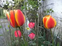 BILD2039.webp
