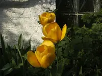 BILD2043.webp