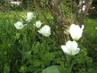 BILD2054.webp