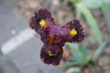 Irrepressiple 30cm.webp