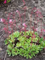 040.webp