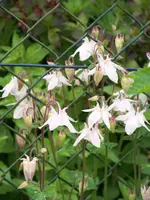 043.webp
