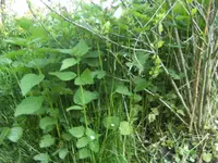 BILD2097.webp