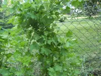 BILD2100.webp