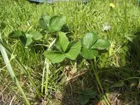 BILD2036.webp