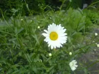 Margerite.webp