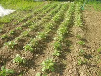 kranke Tomaten 046.webp