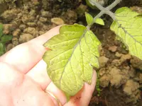 kranke Tomaten 038.webp