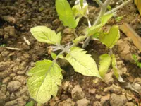 kranke Tomaten 034.webp