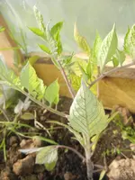 kranke Tomaten 035.webp