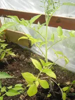kranke Tomaten 037.webp