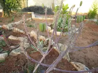 DSCN8222.webp