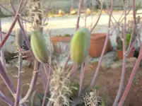 DSCN8226.webp