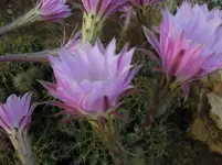 DSCN8225.webp
