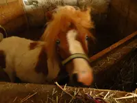 Pferd1.webp
