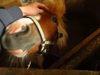 Pferd2.webp