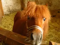 Pferd3.webp