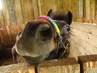 Pferd5.webp