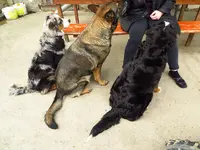 Hundles.webp