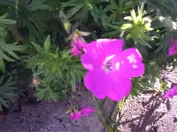 141.webp