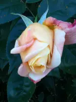 142.webp