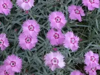 017.webp