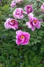 IMG-20130527-WA0002.webp