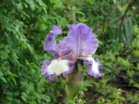 004.webp