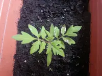 20130528_131351.webp
