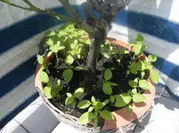 DSCF3952.webp