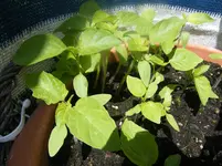DSCF3953.webp