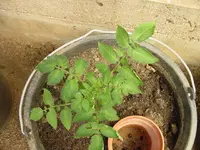 Garten 2013 080.webp