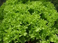 Pflücksalat.webp