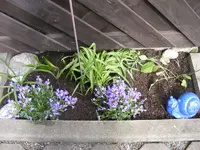 Carportbeet 28.5.2013.webp