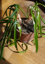 P5280823-a.webp