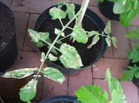 SAM_0867.webp