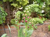 Knospen der Königskerze 28.5.2013.webp