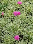 armeria maritima Nifty Thrifty.jpg