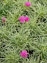 armeria maritima Nifty Thrifty.webp