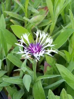 Centaurea montana Alba.webp