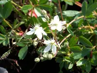 Potentilla tridentata Nuuk.webp